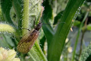 Wiltshire Prints: Alder fly (Sialis sp.) resting on riverside Common comfrey leaves (Symphytum officinale)