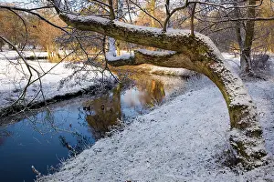 Snow River Prints: Alder tree leaning over river in winter landscape