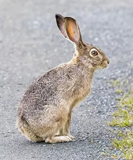 Santa Clara County Prints: An Alert Black-tailed Jackrabbit Sitting on a Trail
