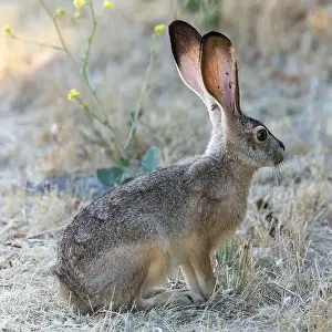 Santa Clara County Prints: An Alert Black-tailed Jackrabbit with Ticks