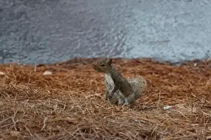 Sciurus Carolinensis Prints: An alert little tree squirrel on the ground