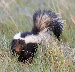 Odor Prints: Alert Muddy-faced Striped Skunk