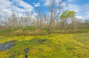 Brazos Bend State Park Prints: Algae Bloom Coverring a Wetland Pond in the Spring Sun in Brazos Bend State Park in Texas