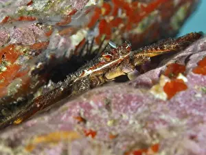 Canary Island Prints: Algae-eating crab (Percnon gibbesi) hiding between colourful rocks on the seabed