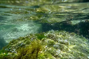Water Beach Prints: Algae rock underwater green reflection. High quality photo
