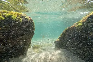 Water Beach Prints: Algae rock underwater green reflection. High quality photo