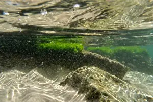 Water Beach Prints: Algae rock underwater green reflection. High quality photo