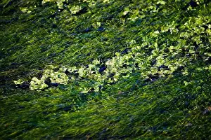 Castilla La Prints: Algae under the water of the river El Jardin