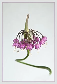 Flowers Collection: Alium cernuum with a twisted stem photographed in high key to create an artistic image which