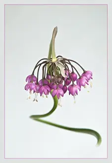 Alium cernuum with a twisted stem photographed in high key to create an artistic image which reminds me of a mythical multi-headed snake