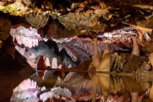 Somerset Prints: The Alladins Cave rock formation and mirror pool inside Goughs Cave in Cheddar in Somerset