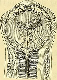 Bookyear1879 Prints: Allgemeine Naturgeschichte der Parasiten : mit besonderer Berücksichtigung der bei dem Menschen schmarotzenden Arten