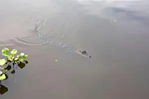 Lurking Prints: Alligator glides silently across the still waters of the Mississippi River swamp in Louisiana Partially submerged