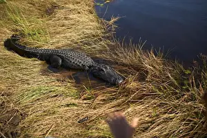 Basking Prints: Alligator on grassy bank beside a pond with a blurred hand in the foreground