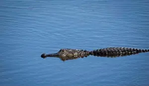 Frightening Prints: Alligator in the Myakka River in Myakka River State Park in Sarasota Florida USA