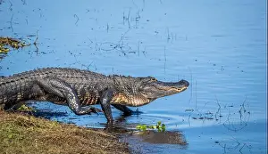 Frightening Prints: Alligator in the Myakka River in Myakka River State Park in Sarasota Florida USA