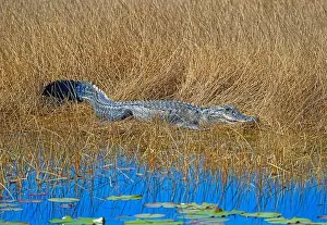 Alligator Mississippiensis Prints: Alligator Resting in the Marsh Grasses in the St Marks National Wildlife Refuge in Florida