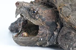 Agressive Prints: Alligator snapping turtle / Macrochelys temminckii