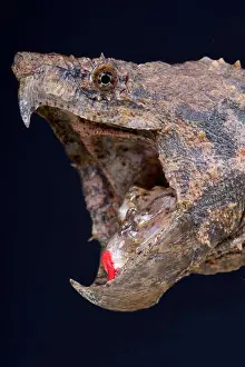 Ambush Predator Prints: Alligator snapping turtle / Macrochelys temminckii