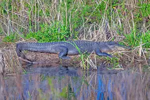 Alligator Prints: Alligator Sunning on a Wetland Bank in the Cameron Prairie National Wildlife Refuge in Lousiana