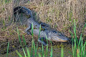 Alligator Prints: Alligator Watching From a Marshland Shore in the Cameron Prairie National Wildlife Refuge in Louisiana