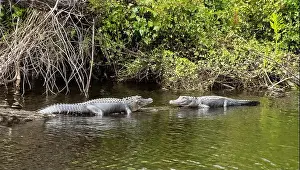 Alligator Prints: Two alligators facing each other on the edge of the Peace River in Florida USA