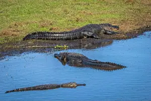 Frightening Prints: Alligators in the Myakka River in Myakka River State Park in Sarasota Florida USA