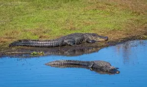 Frightening Prints: Alligators in the Myakka River in Myakka River State Park in Sarasota Florida USA