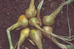 Allotment Prints: Allium cepa (Aggregatum group) Golden Gourmet AGM Clump of shallot bulbs in ground ready for harvesting