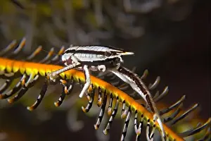 Symbiotic Relationship Prints: Allogalathea elegans - feather star squad lobster