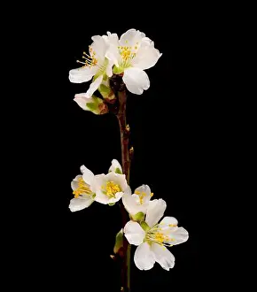 Fruiting Prints: Almond tree twigs blooming, isolated on black background