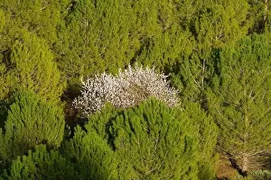 Summer Green Prints: Almond tree with white blossoms among green-leaved pine trees