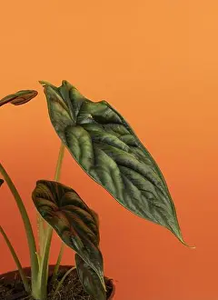 Flowerpot Prints: alocasia baginda in pot with orange background