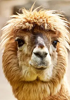 Camel Prints: alpaca (Lama pacos, Vicugna pacos), portrait, Germany