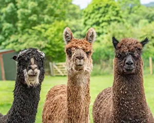 Blurred Background Prints: three alpacas