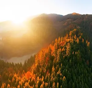 Enchanted Prints: Alpine autumn deciduous forest above clouds Drone view