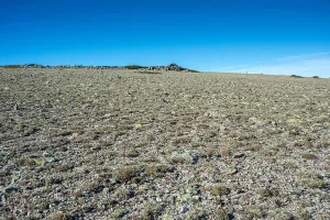 Upland Prints: Alpine grasslands of Fescue (Festuca indigesta) located between the Pico del Nevero (Snowfield Peak; 2)