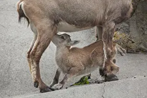 Calf Prints: Alpine ibex (Capra ibex ibex), also known as the steinbock or bouquetin
