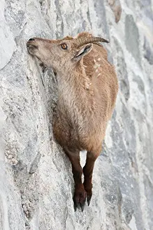 Ungulate Prints: Alpine ibex on dam (Capra ibex) to lick mineral salts