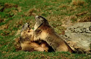 Marmota Prints: two Alpine marmots - fighting / Marmota marmota