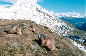 Alps Landscape Prints: Alpine Marmots, national park Upper Tauern, Austria / (Marmota marmota) / alps