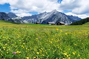 Karwendel Prints: Alpine meadow with beautiful yellow flowers near Walderalm. Austria, Tirol
