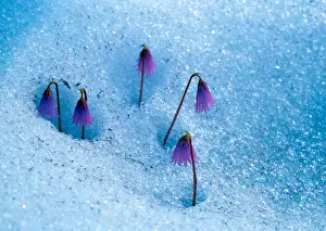 Europaeisch Prints: Alpine Snowbell (Soldanella alpina) flowers peeking through the snow