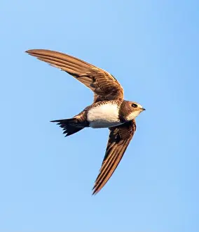 Alpine swift (Apus melba, Tachymarptis melba), in flight, seen from below, Spain, Merida