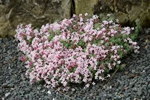 Mauve Prints: Alpine or Woolly Woodruff, Asperula arcadiensis, Rubiaceae, Greece