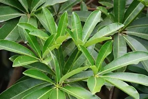 Extract Prints: Alstonia scholaris (also called blackboard tree)
