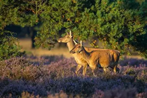 Benelux Prints: Two alto-animals of the red deer ( Cervus elaphus) in blooming heath