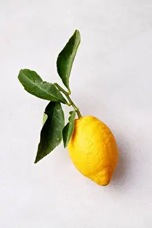 Lemon Prints: AMALFI LEMONS