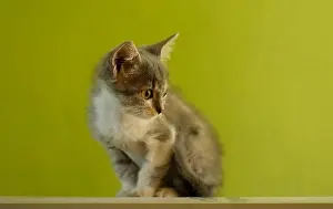 Longhair Prints: Amazement gray and white cat lying