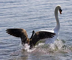Canada Goose Prints: Amazing background with the Canada goose attacking the swan on the lake